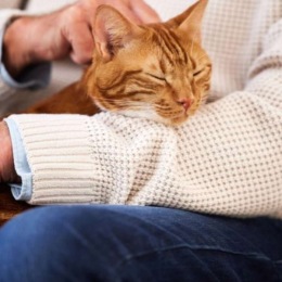 a person petting a cat in their lap
